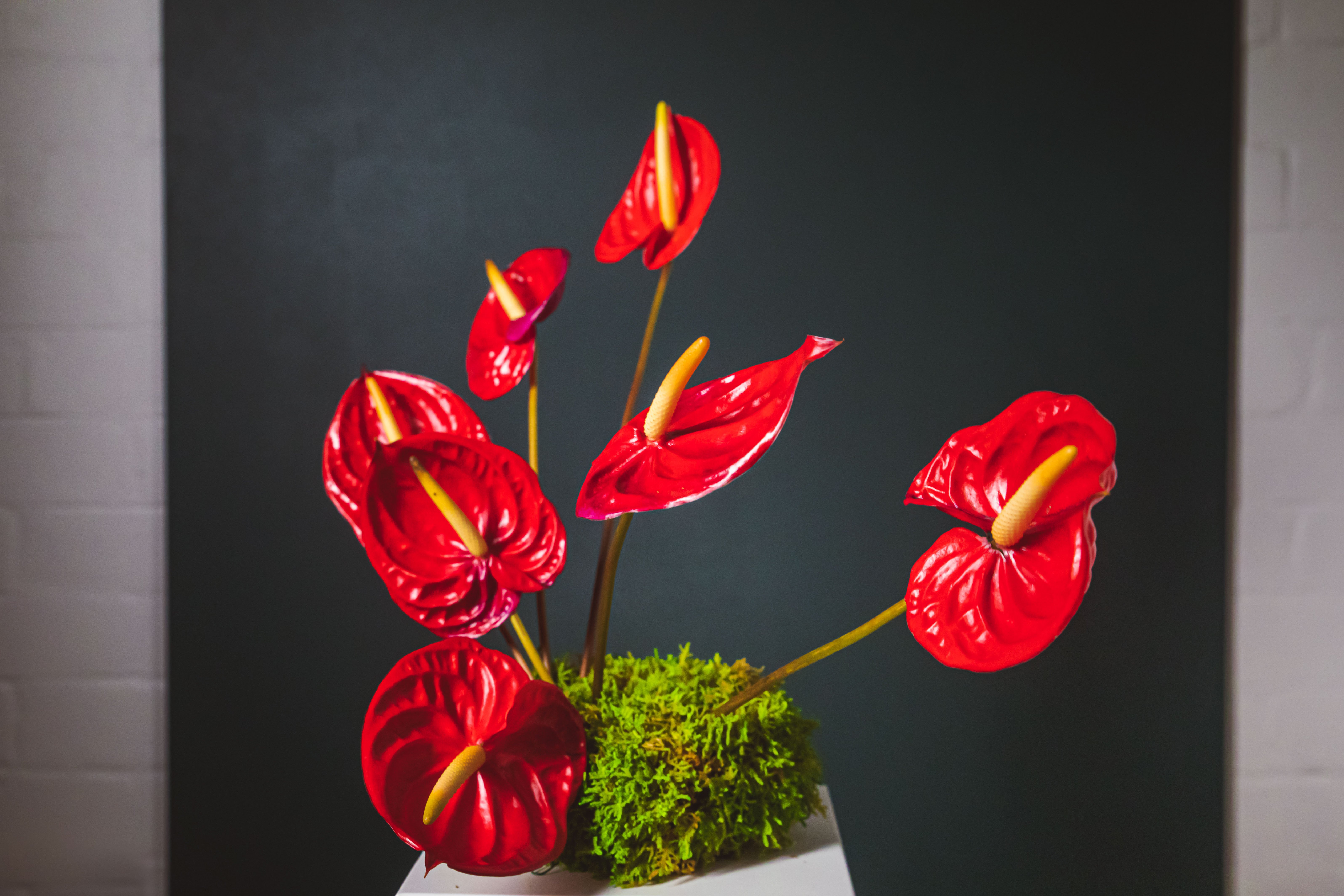 bold botanicals 6